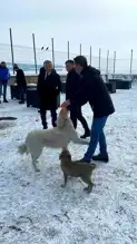 Damal'da Sokak Hayvanları İçin Bakımevi Açıldı