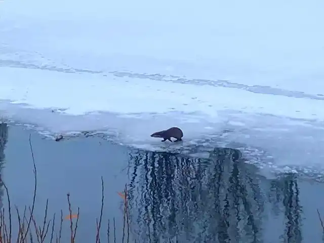 Ardahan'da Su Samuru Avlanırken Görüntülendi!
